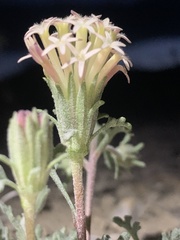 Chaenactis macrantha