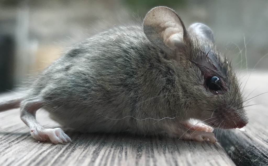 Typical Old World Mice