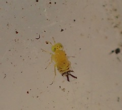 Aphelinidae