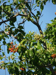 Citharexylum caudatum