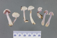Cortinarius laquellus