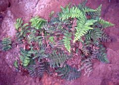 Asplenium difforme