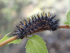 Euphydryas chalcedona