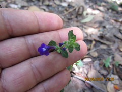 Scutellaria dumetorum