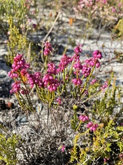 Lamprotis