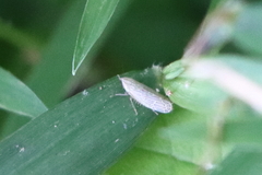 Laevicephalus
