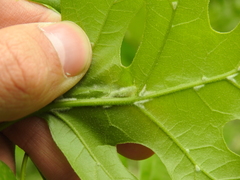 Macrodiplosis niveipila