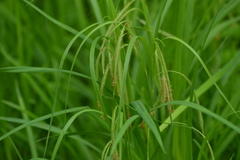 Carex gynandra