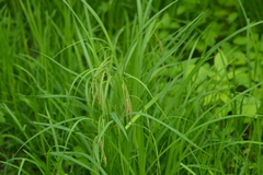 Carex gynandra