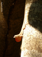 Anolis bicaorum