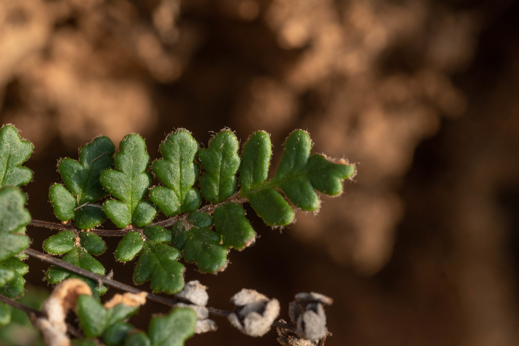 Cheilanthes