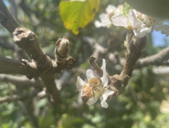 Apis mellifera