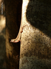Anolis bicaorum