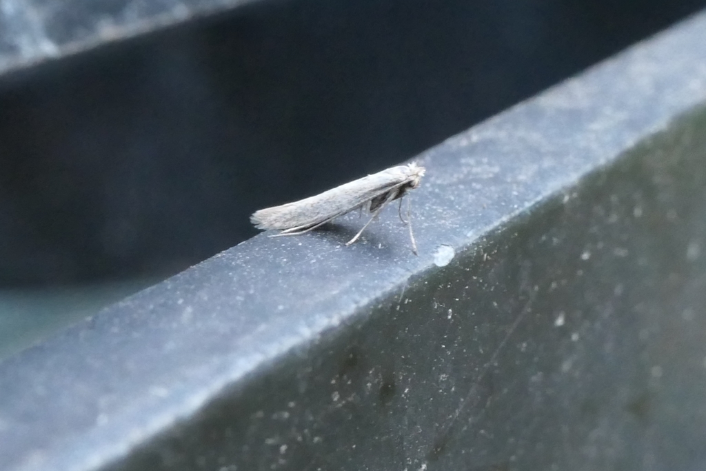 Convolvulus Skeletoniser