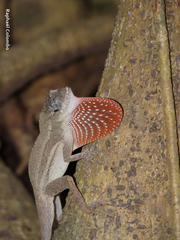 Anolis bicaorum