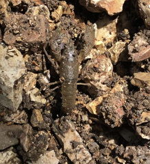 Procambarus liberorum