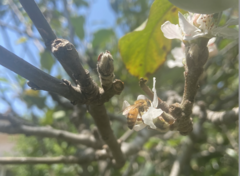Apis mellifera