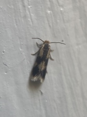 Stigmella trimaculella