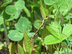 Ophiogomphus rupinsulensis