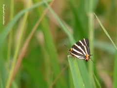 Panthiades bathildis