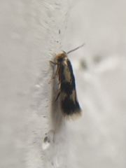 Stigmella trimaculella