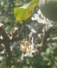 Apis mellifera