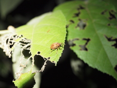 Phelypera distigma image