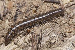 Pseudoprionopeltis