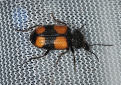 Panagaeus crucigerus