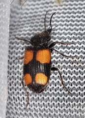 Panagaeus crucigerus