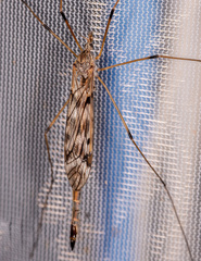 Tipula longiventris