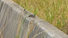 Lophospingus pusillus