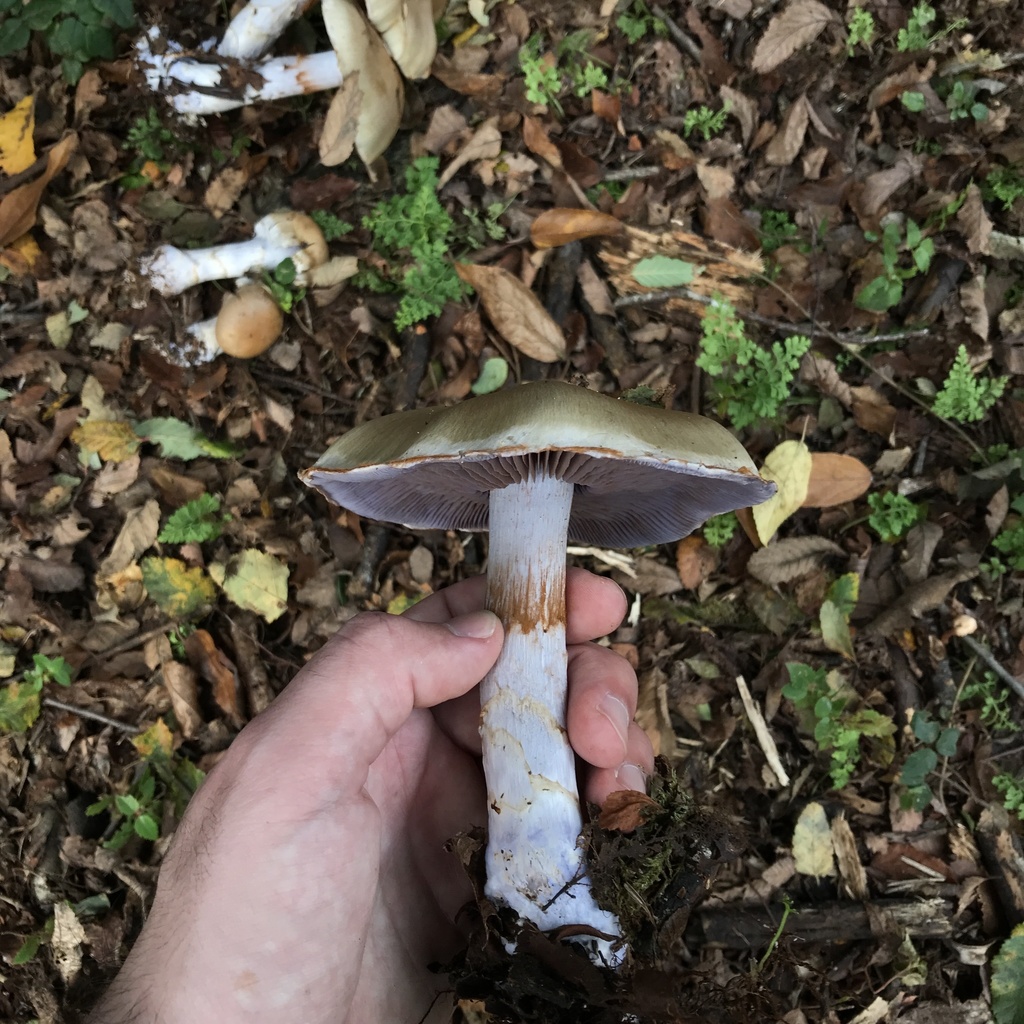 Cortinarius stephanopus · May 2022 · photo: © cristianriquelme (iNaturalist, cc-by)