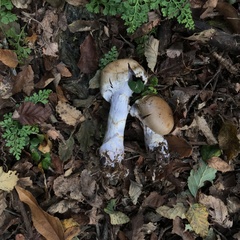 Cortinarius stephanopus