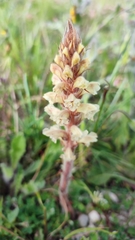 Orobanche picridis