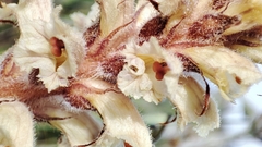 Orobanche picridis
