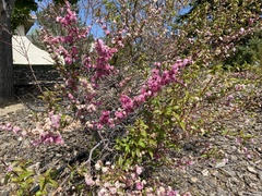 Prunus andersonii