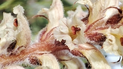 Orobanche picridis