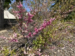 Prunus andersonii