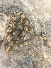Scaptotrigona hellwegeri