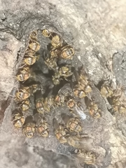 Scaptotrigona hellwegeri