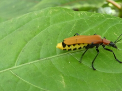 Chauliognathus faustus