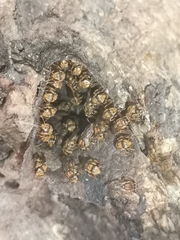 Scaptotrigona hellwegeri