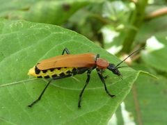 Chauliognathus faustus