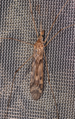 Tipula longiventris
