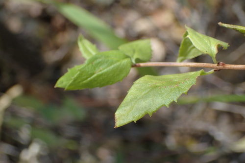 iNaturalist observation photo of flowering plants