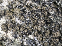 Endocarpon pallidulum