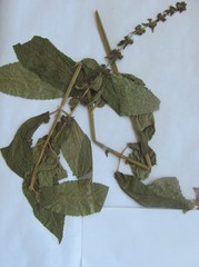 Teucrium canadense occidentale