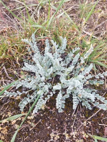 Astragalus purshii var. concinnus