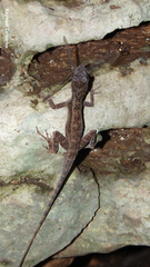 Anolis bicaorum